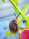 small snails crawling on small flower leaves