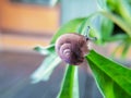 small snails crawling on small flower leaves