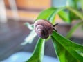 small snails crawling on small flower leaves