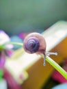 small snails crawling on small flower leaves