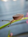 small snails crawling on small flower leaves