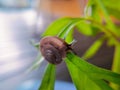 small snails crawling on small flower leaves