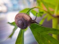 small snails crawling on small flower leaves