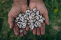 Small snails in a hands of farmer. Agriculture garden and snail