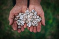 Small snails in a hands of farmer. Agriculture garden and snail