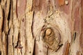 Small snails on palm tree bark, closeup. Royalty Free Stock Photo