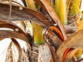 Small snails on palm tree branches