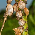 Small snails on plant. Close up of a common garden snail on a leaf in a summer garden bed. Royalty Free Stock Photo