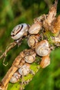 Small snails on plant. Close up of a common garden snail on a leaf in a summer garden bed. Royalty Free Stock Photo