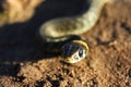 Small snake Royalty Free Stock Photo