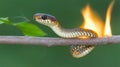 Small Snake, Big Danger A Serpent Rests Upon A Burning Branch, Escaping Peril With Tranquility Royalty Free Stock Photo
