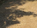 A small snake crawls over a forest road