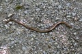 A small snake crawls the road out of gravel