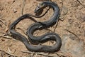 A small snake died on a sandy road due to anomalous heat