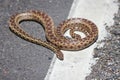Small snake on a gravel street with rocks Royalty Free Stock Photo