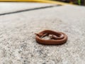 Small snake on the sidewalk. Royalty Free Stock Photo