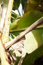 small snake walking on banana leaf Royalty Free Stock Photo