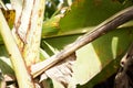small snake walking on banana leaf Royalty Free Stock Photo