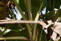 small snake walking on banana leaf Royalty Free Stock Photo