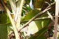 small snake walking on banana leaf Royalty Free Stock Photo