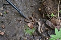 Small snake which was crushed with a cane to the ground