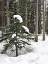 Snow Capped Pinetree Canadian Rocky Mountains Royalty Free Stock Photo