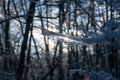 Small snow-covered branches in the evening light Royalty Free Stock Photo