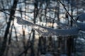 Small snow-covered branches in the evening light Royalty Free Stock Photo
