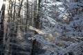 Small snow-covered branches in the evening light Royalty Free Stock Photo