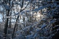 Small snow-covered branches in the evening light Royalty Free Stock Photo