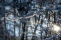 Small snow-covered branches in the evening light Royalty Free Stock Photo