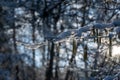 Small snow-covered branches in the evening light Royalty Free Stock Photo