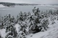 Small snow covered coniferous trees and bushes in the background of frozen quarry and winter landscape in the horizon in Lithuania Royalty Free Stock Photo