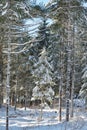 Small snow covered pine tree Royalty Free Stock Photo