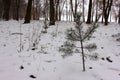 Small snow covered pine tree in the winter forest. Royalty Free Stock Photo