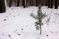 Small snow covered pine tree in the winter forest. Royalty Free Stock Photo