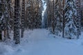 Small snow covered road in a forest in Sweden Royalty Free Stock Photo