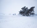 Small snow covered woodland cops during winter Royalty Free Stock Photo