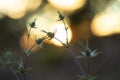 Small snow rose with sunset background Royalty Free Stock Photo