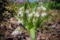 Small snow-white flowers in the garden in early spring. Royalty Free Stock Photo