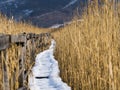 Reed access road covered with snow and ice. Royalty Free Stock Photo