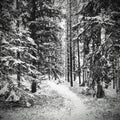Small snowy path into a Swedish forest at Bispgarden