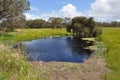 Small soak in paddock with paperbark trees with fence