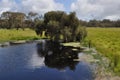 Small soak in paddock with paperbark trees