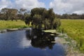 Small soak in paddock with paperbark trees Royalty Free Stock Photo