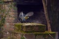 The flight of two Great Tit over the feeder. Royalty Free Stock Photo