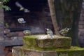 A few bowerbirds taking off from the feeder. Royalty Free Stock Photo