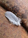 A Small Soft Feather On A Rusty Tractor