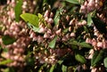 Small soft pink flowers on a Fringetree