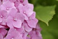 The small soft pink flowers at summer day